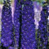 Delphinium Elatum Pagan Purples